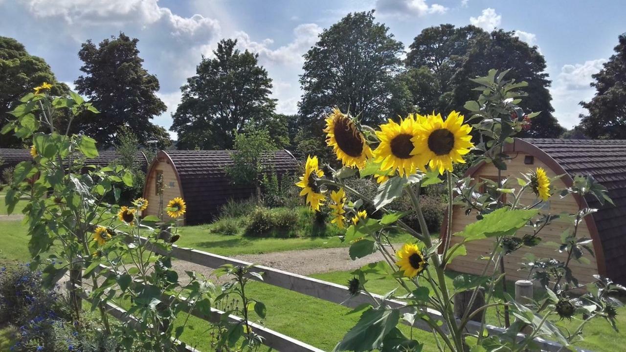 Mallow Glamping Pod Appartement Cheltenham